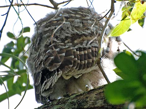 Barred Owl (Strix varia)