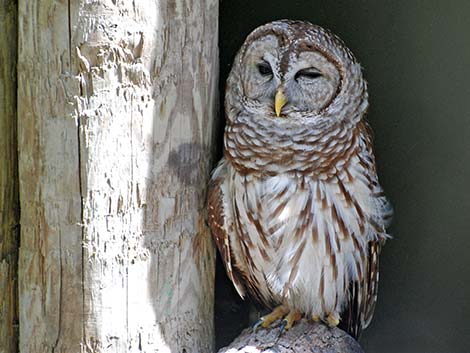 Barred Owl (Strix varia)