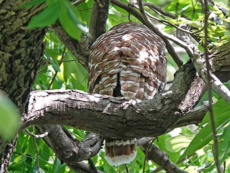 Barred Owl (Strix varia)