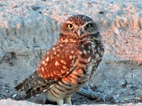 Burrowing Owl (Athene cunicularia)