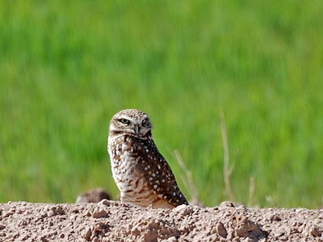 Burrowing Owl (Athene cunicularia)