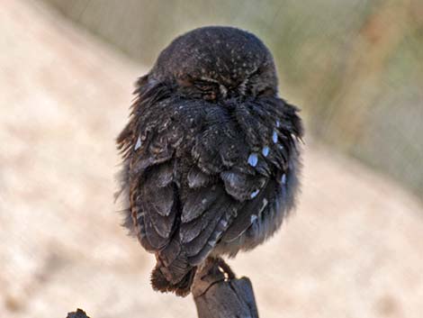 Elf Owl (Micrathene whitneyi)