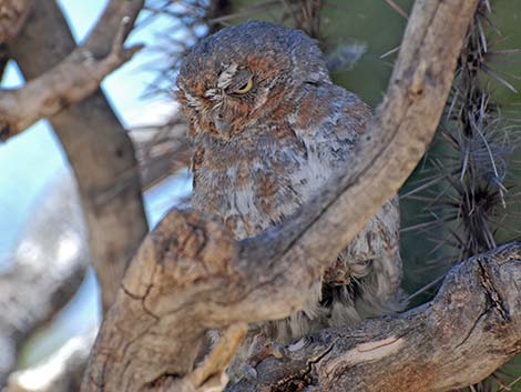 Elf Owl (Micrathene whitneyi)