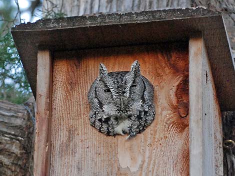 Eastern Screech-Owl (Megascops asio)