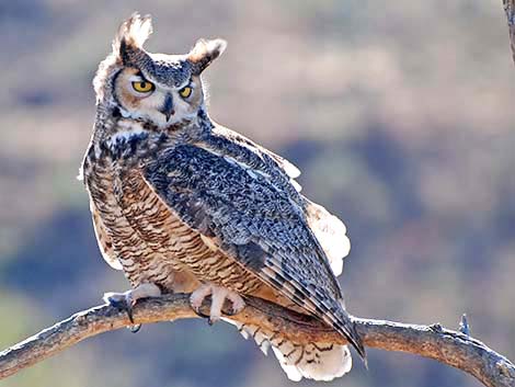 Great Horned Owl