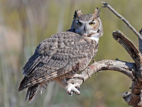 Great Horned Owl (Bubo virginianus)