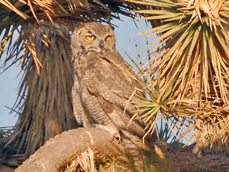 Great Horned Owl (Bubo virginianus)