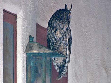 Long-eared Owl (Asio otus)