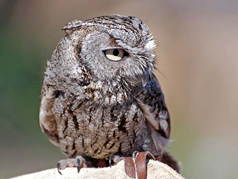 Western Screech-Owl (Otus kennicottii)