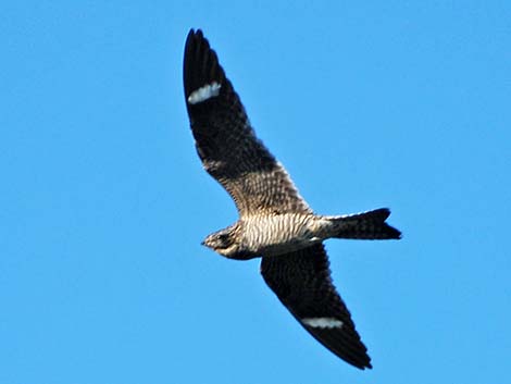 Common Nighthawk (Chordeiles minor)