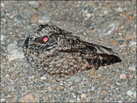 Common Poorwill (Phalaenoptilus nuttallii)