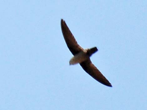 Vaux's Swift (Chaetura vauxi)