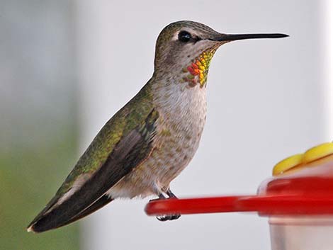 Anna's Hummingbird (Calypte anna)