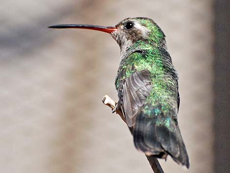 Broad-billed Hummingbird (Cynanthus latirostris)