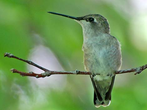 Black-chinned Hummingbird (Archilochus alexandri)