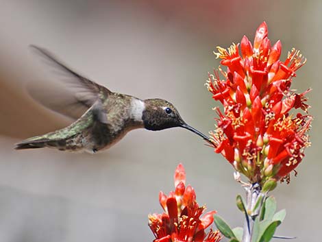 Black-chinned Hummingbird (Archilochus alexandri)