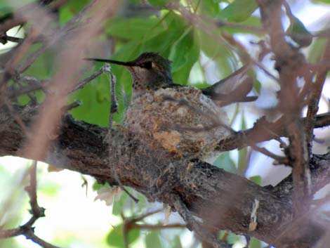 Black-chinned Hummingbird (Archilochus alexandri)