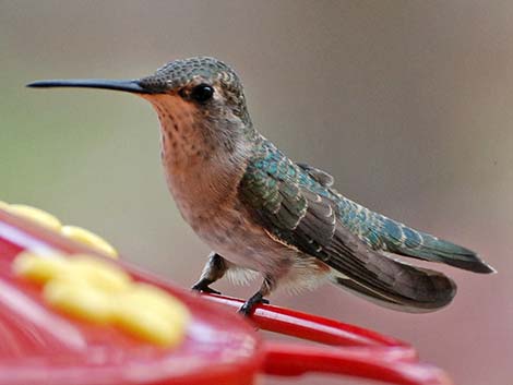 Black-chinned Hummingbird (Archilochus alexandri)