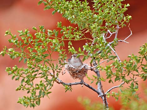 Black-chinned Hummingbird (Archilochus alexandri)