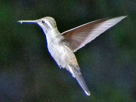 Blue-throated Hummingbird (Lampornis clemenciae)