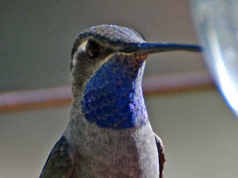 Blue-throated Hummingbird (Lampornis clemenciae)