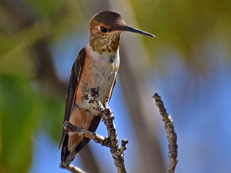 Broad-tailed Hummingbird (Selasphorus platycercus)