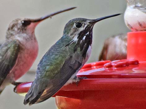 Calliope Hummingbird (Stellula calliope)