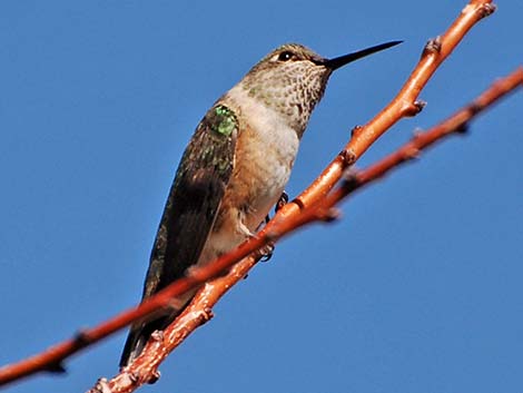 Calliope Hummingbird (Stellula calliope)