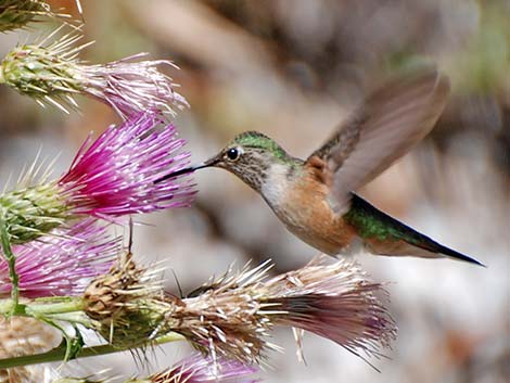 Rufous Hummingbird