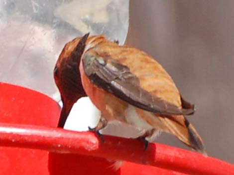 Rufous Hummingbird (Selasphorus rufus)