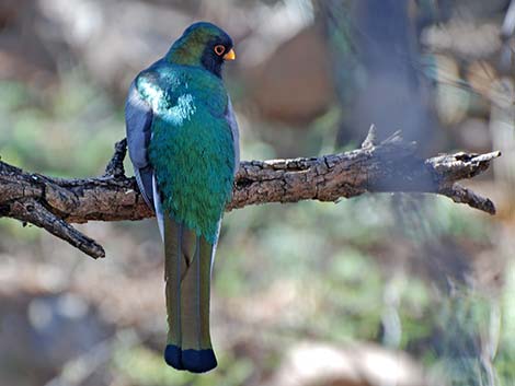 Elegant Trogon (Trogon elegans)