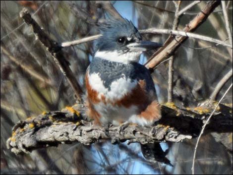 Belted Kingfisher (Ceryle alcyon)