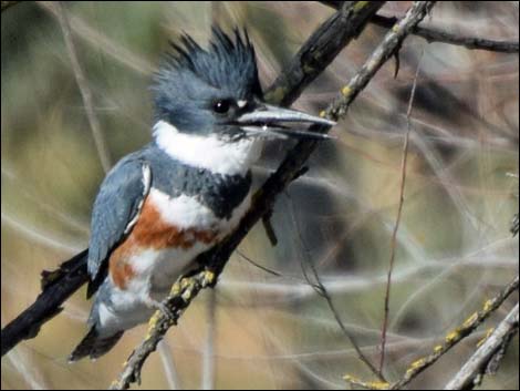 Belted Kingfisher (Ceryle alcyon)