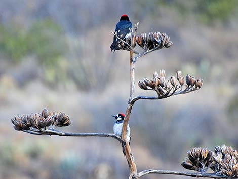 Acorn Woodpecker (Melanerpes formicivorus)