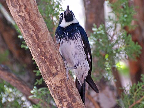 Acorn Woodpecker (Melanerpes formicivorus)