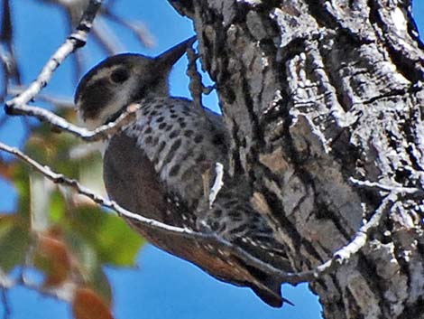 Arizona Woodpecker (Picoides arizonae)