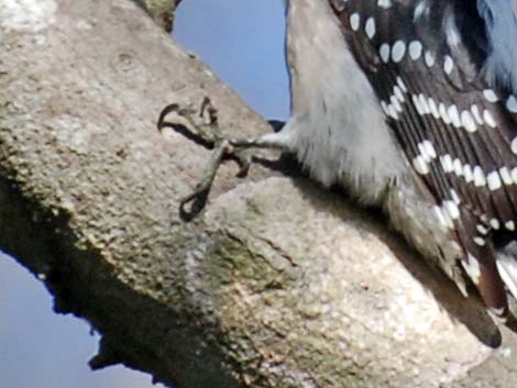 Downy Woodpecker (Picoides pubescens)