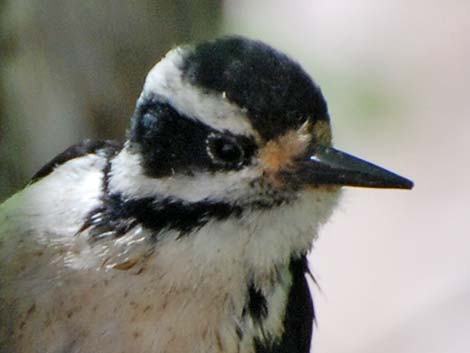 Hairy Woodpecker (Picoides villosus)