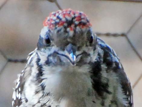 Ladder-backed Woodpecker (Picoides scalaris)