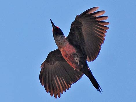 Lewis' Woodpecker (Melanerpes lewis)