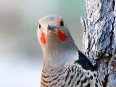 Northern Flicker (Colaptes auratus)