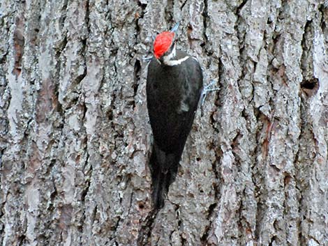 Pileated Woodpecker (Dryocopus pileatus)