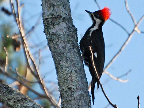 Pileated Woodpecker (Dryocopus pileatus)