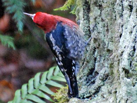 Red-breasted Sapsucker (Sphyrapicus ruber)