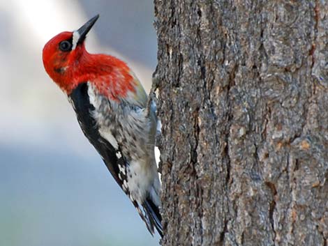 Red-breasted Sapsucker (Sphyrapicus ruber)