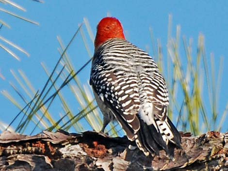 Red-bellied Woodpecker (Melanerpes carolinus)