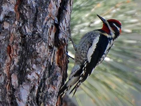 Red-naped Sapsucker (Sphyrapicus nuchalis)