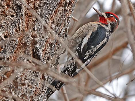 Red-naped Sapsucker (Sphyrapicus nuchalis)