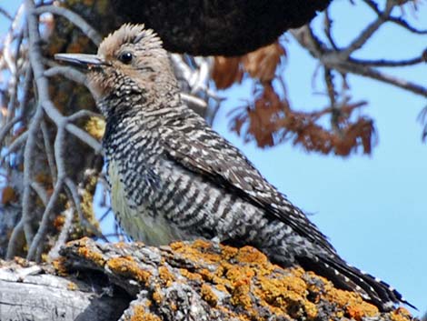 Williamson's Sapsucker (Sphyrapicus thyroideus)