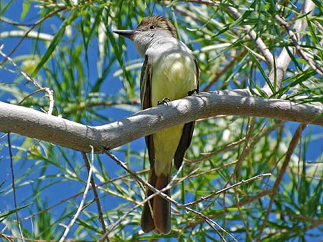 Brown-crested Flycatcher (Myiarchus tyrannulus)